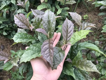 Cây xạ đen chữa u tuyến giáp hiệu quả không ngờ đến