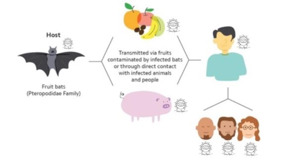 Sở Y tế TP.HCM: Tăng cường giám sát, chủ động phòng chống bệnh do virus Nipah